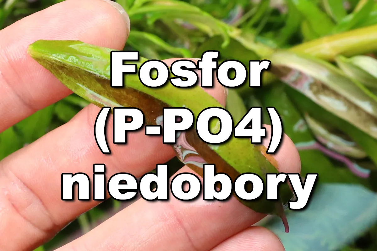 Ile PO4 w akwarium? Kluczowe poziomy dla zdrowych ryb i roślin