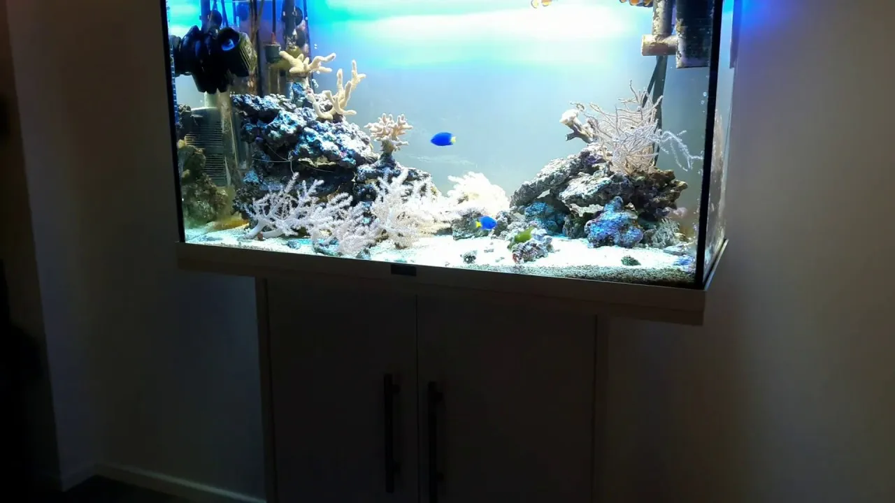 Ile kosztuje akwarium morskie? Poznaj ceny i ukryte wydatki