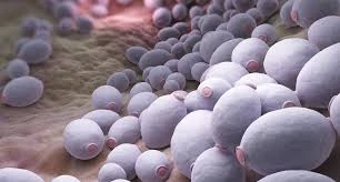 Candida - jakie objawy wskazują na zakażenie grzybicze?