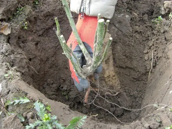 Jak sadzić róże w ogrodzie, aby uniknąć najczęstszych błędów.