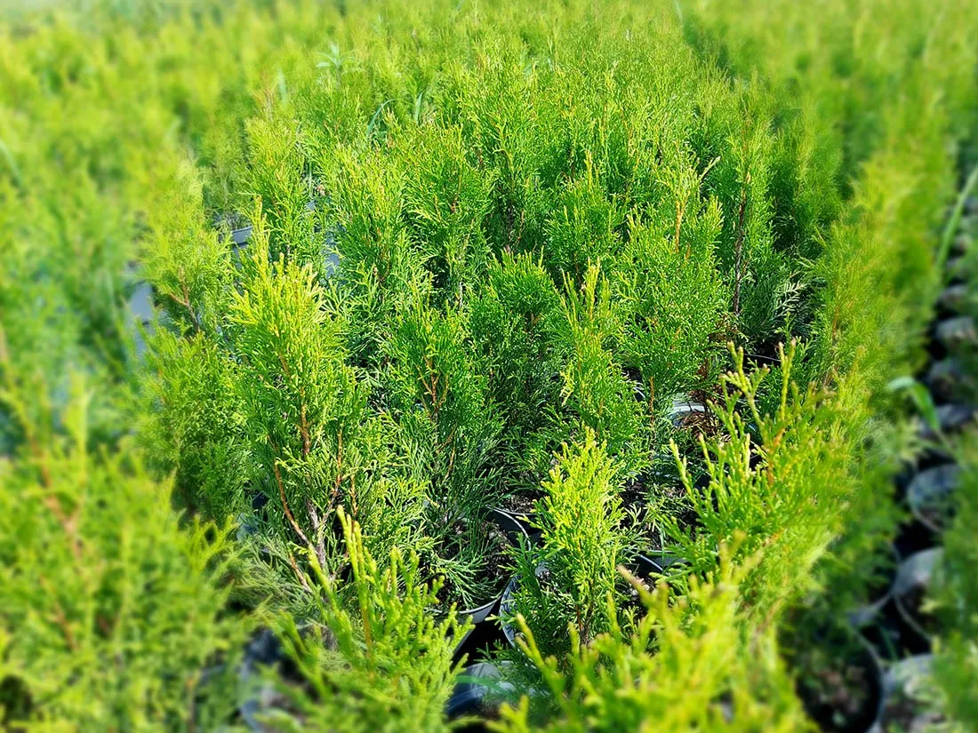 Tuja jak sadzić – uniknij najczęstszych błędów przy sadzeniu