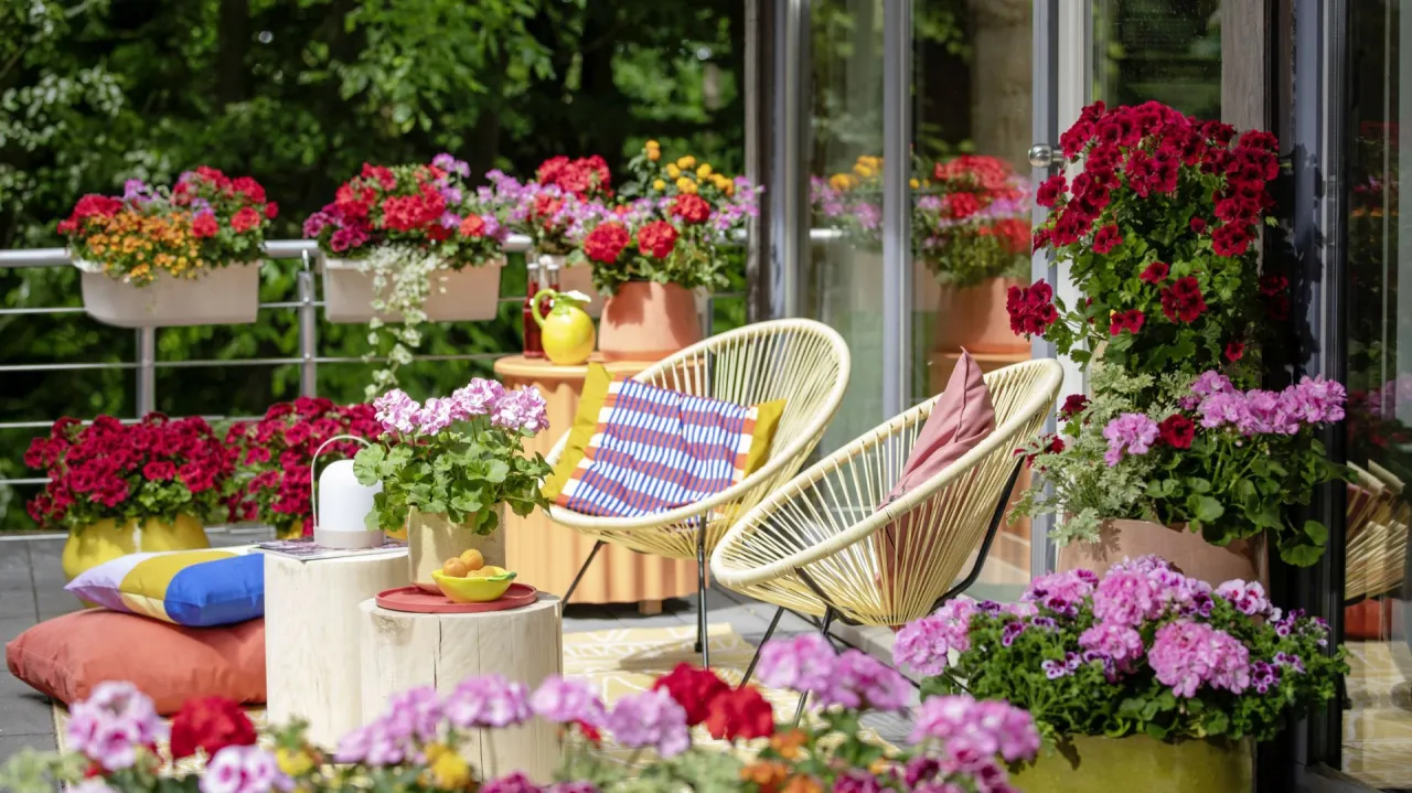 Jakie kwiaty na balkon w maju - najlepsze rośliny, które zachwycą