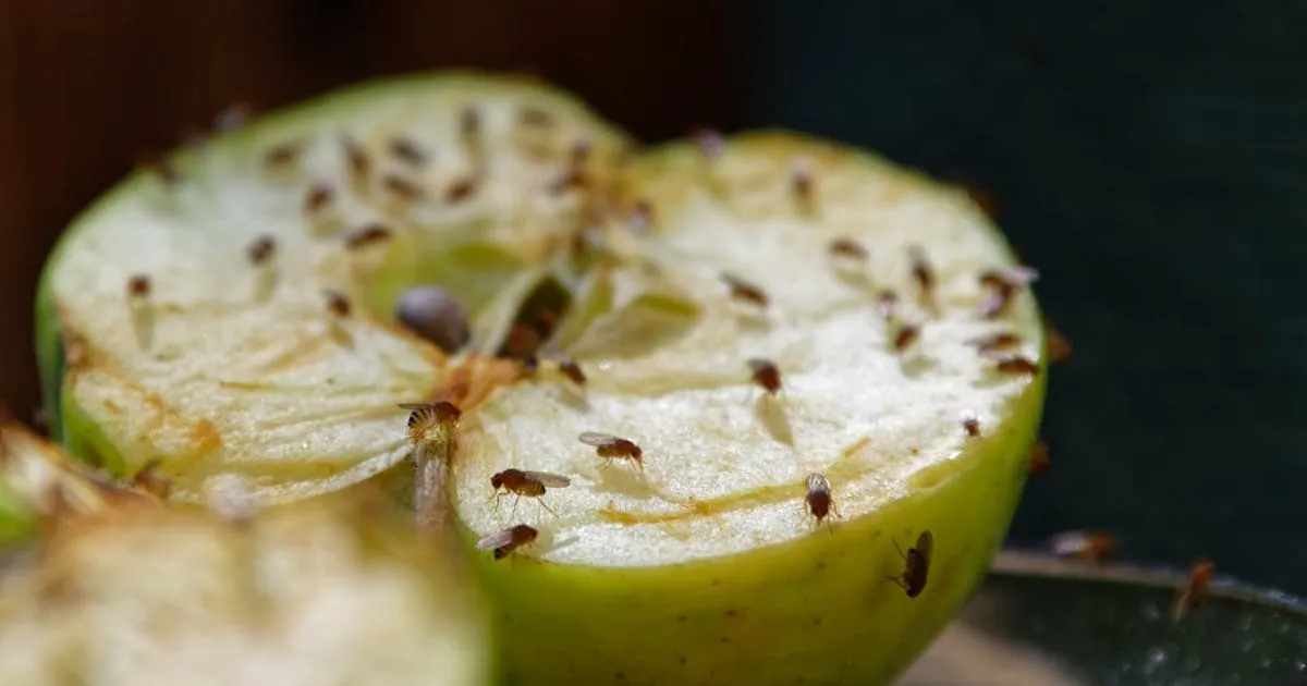 Jak pozbyć się muszek z mieszkania – skuteczne metody na problem