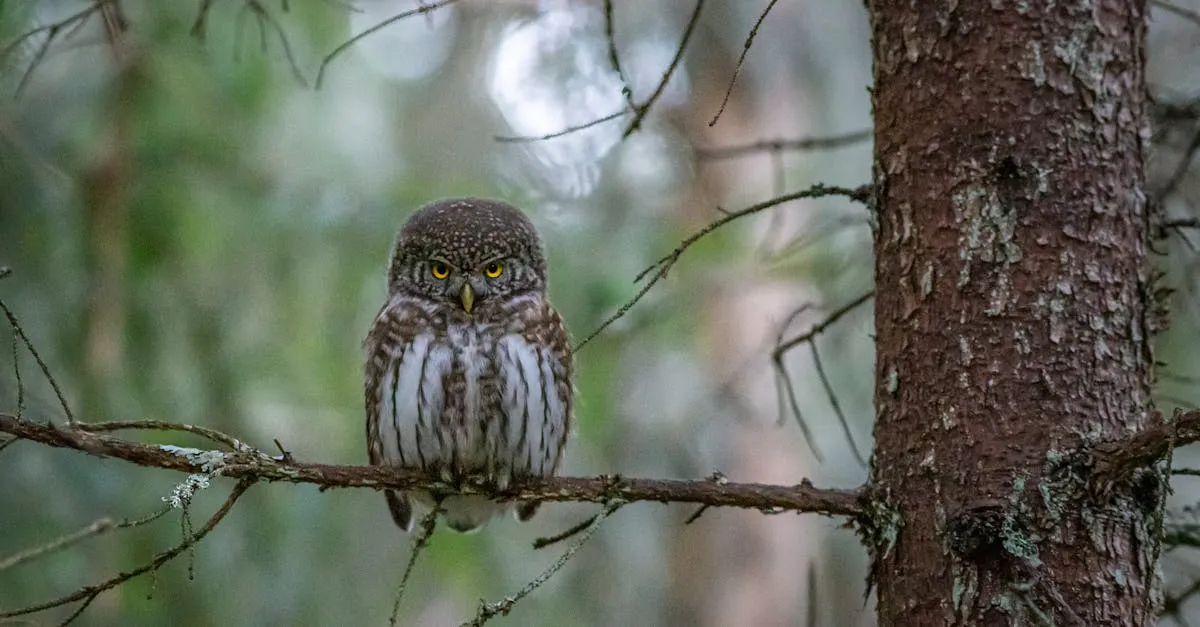 Top 10 filmów animowanych dla studentów SGGW