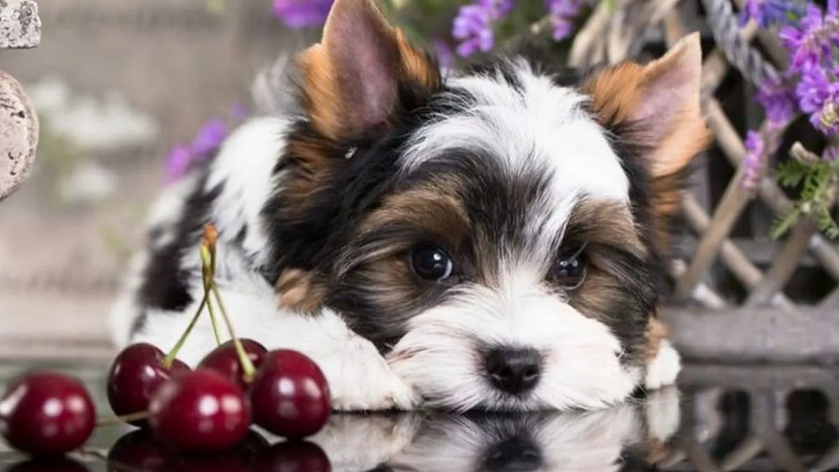 Czy pies może jeść czereśnie? Poznaj całą prawdę i uniknij zagrożeń