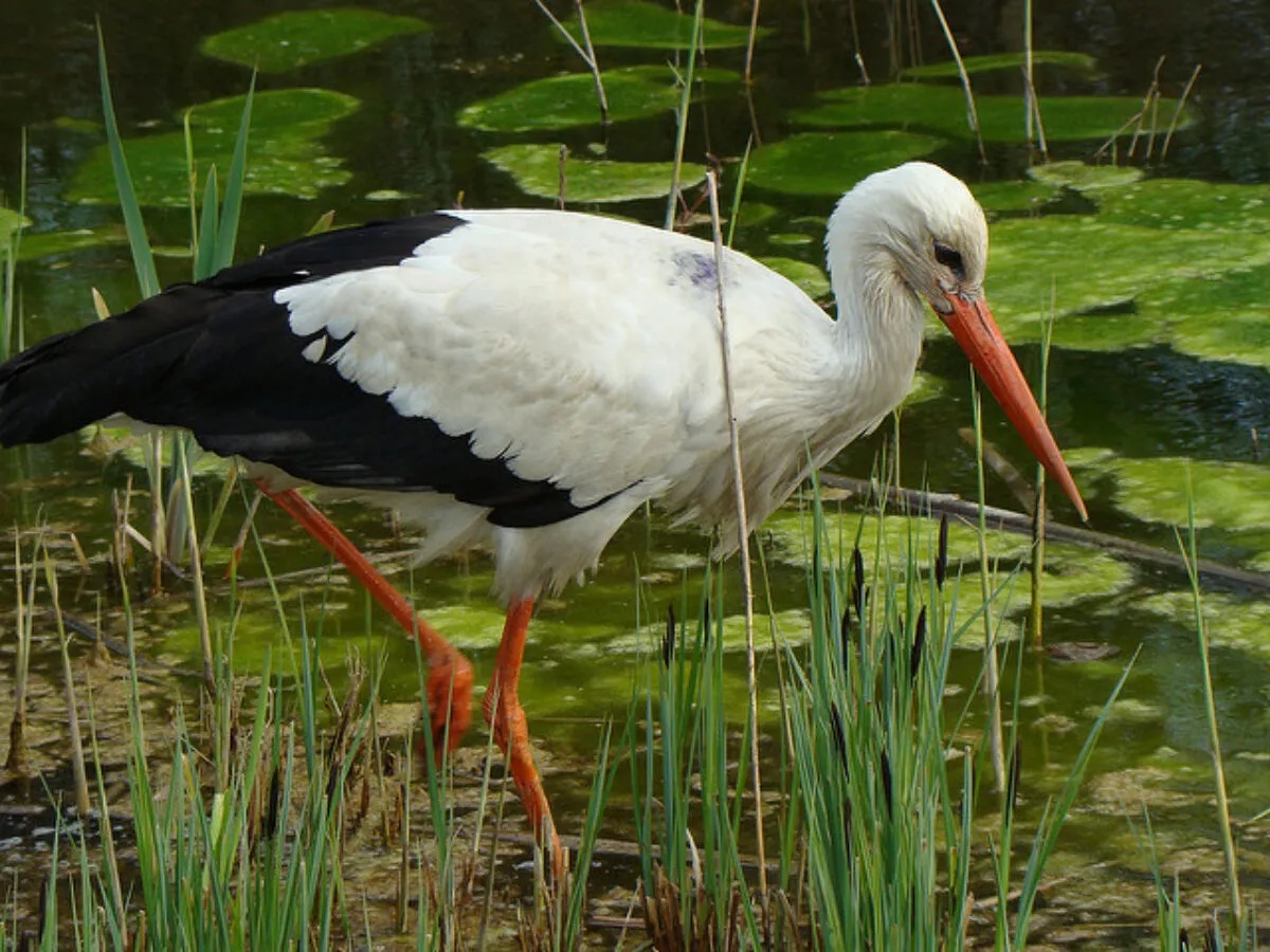 Jak śpi bocian? Zaskakujące fakty o jego niezwykłych nawykach