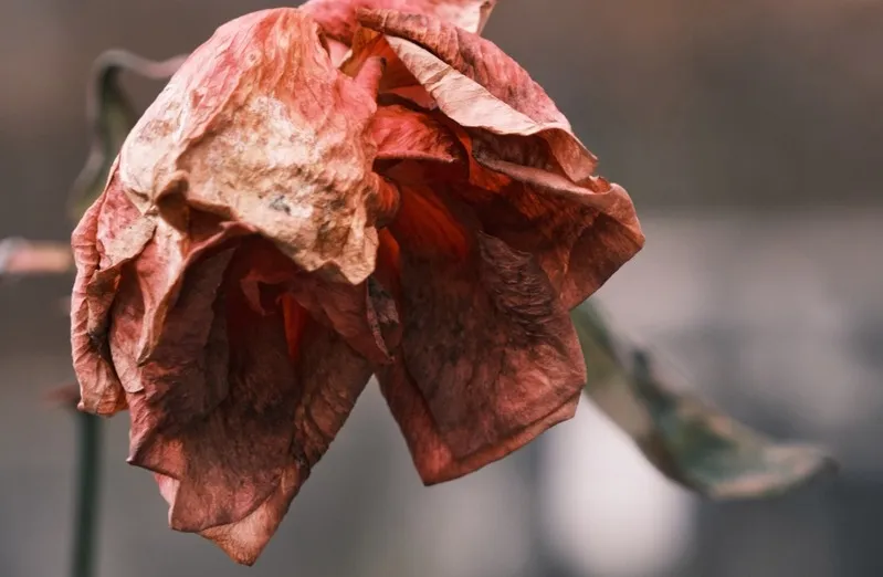 Czy literatura i sztuka mogą pomóc w przezwyciężeniu lęku przed śmiercią? Czy literatura i sztuka mogą pomóc w przezwyciężeniu lęku przed śmiercią?