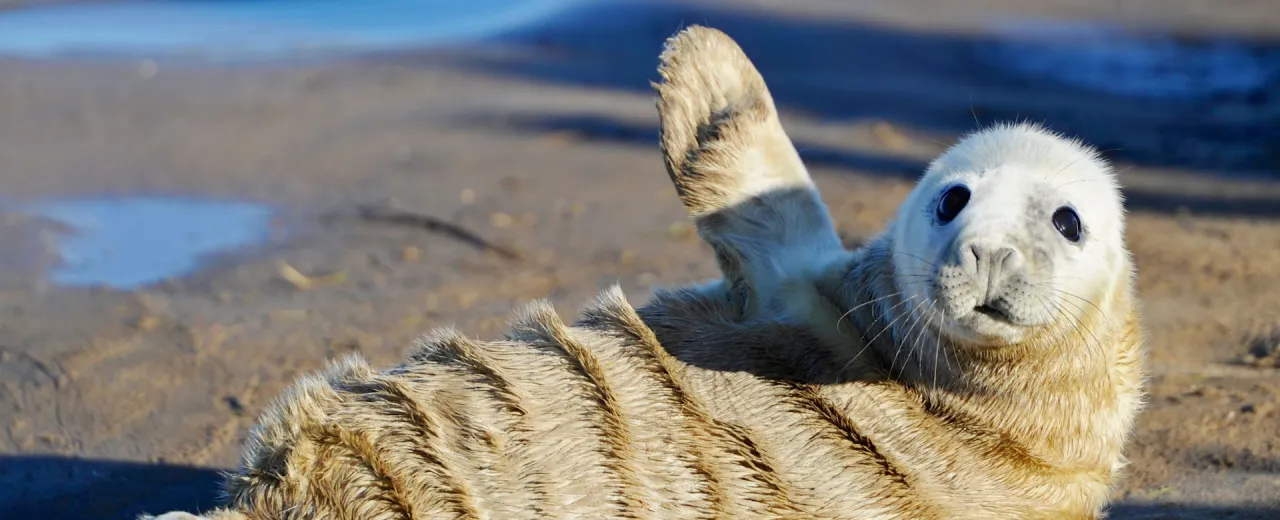 Czy w Bałtyku są foki? Fakty o ich obecności i gatunkach