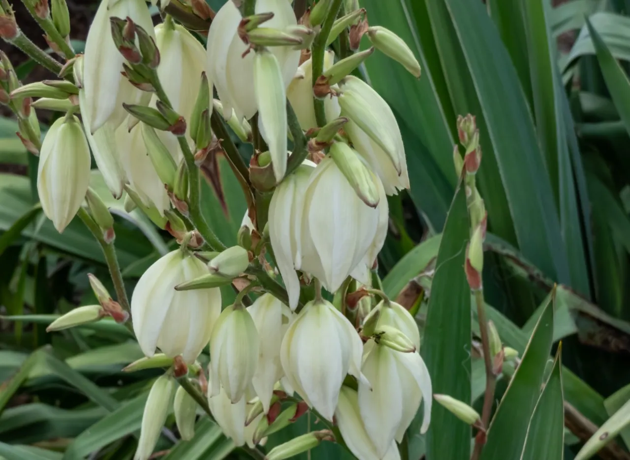 Co posadzić obok juki ogrodowej, by stworzyć piękny ogród?