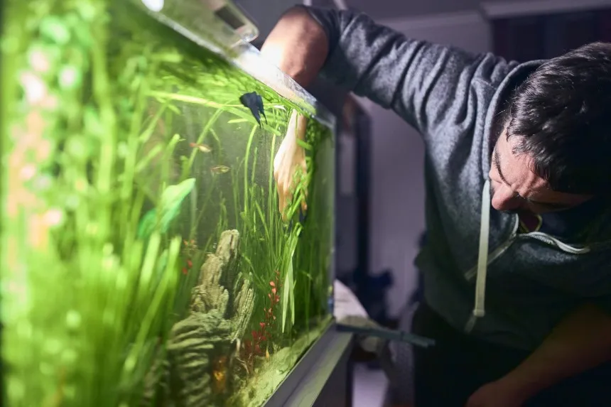 Jak czyścić akwarium: proste kroki dla zdrowego środowiska ryb