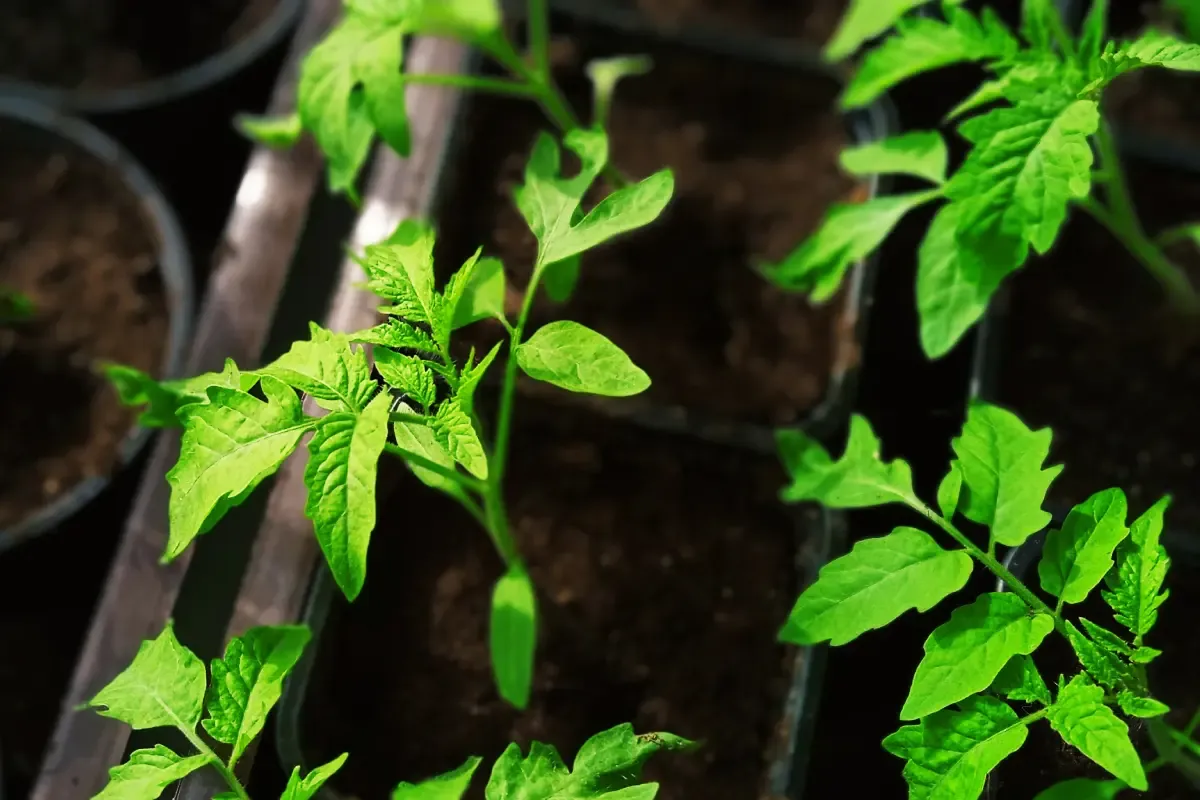 Kiedy siać pomidory na parapecie, by uniknąć słabych plonów?