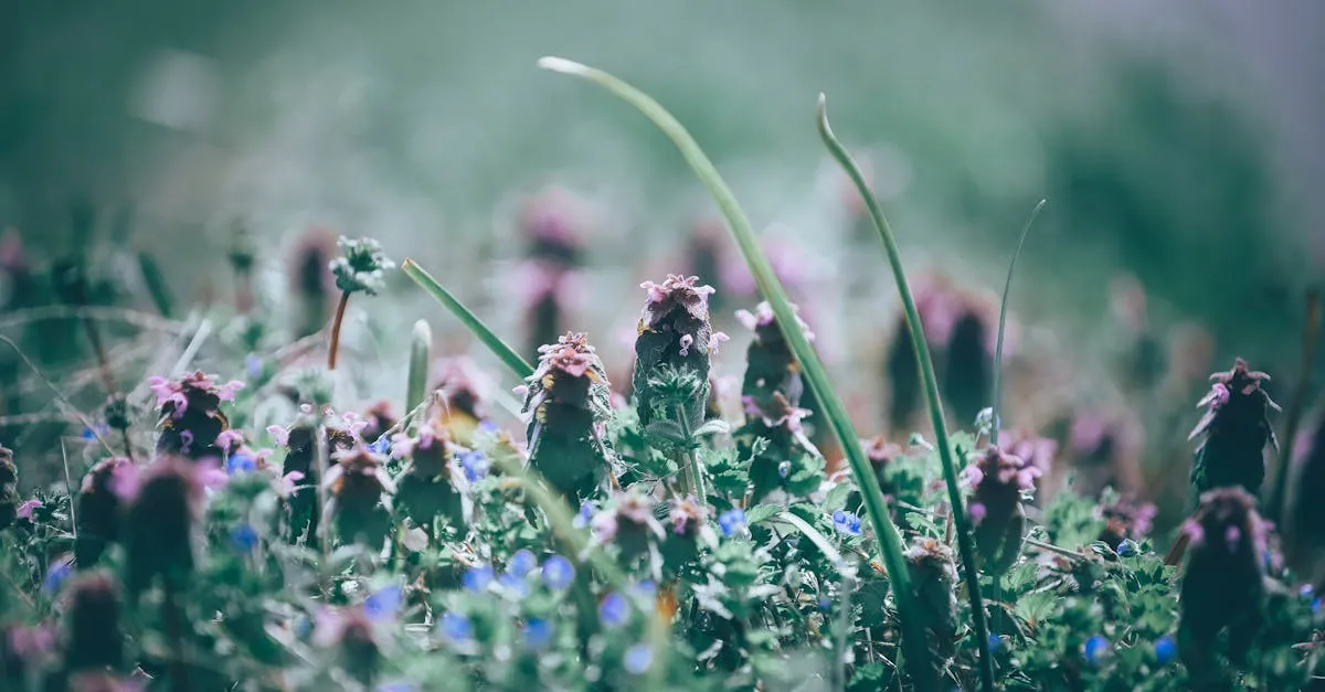 To 7 niezwykłych właściwości mierznicy czarnej, które cię zaskoczą!