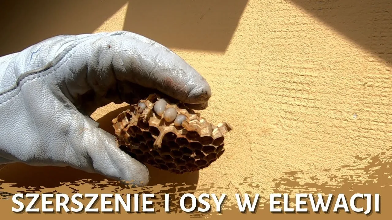 Skuteczne metody na usunięcie os z elewacji bez ryzyka