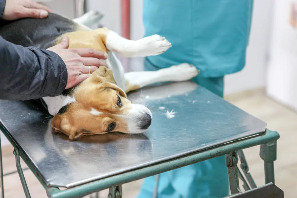 Co weterynarz robi z uśpionym psem? Ważne kroki po euthanasji