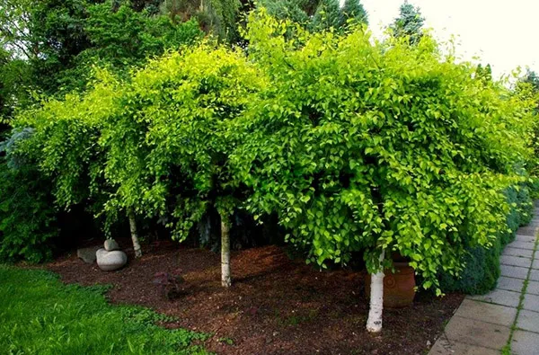 Jaka brzoza do ogrodu? Wybierz najlepsze gatunki dla swojego miejsca