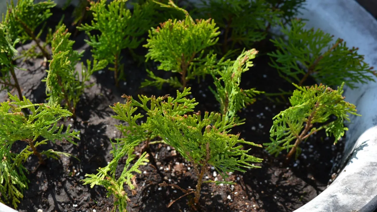 Kiedy rozmnażać tuje, aby uniknąć błędów i zapewnić sukces?