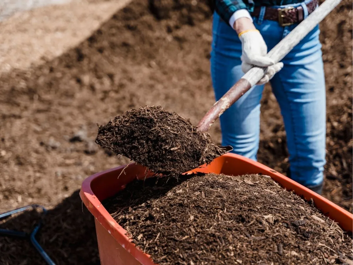 Kiedy rozrzucić kompost w ogrodzie: najlepszy termin na bujne rośliny