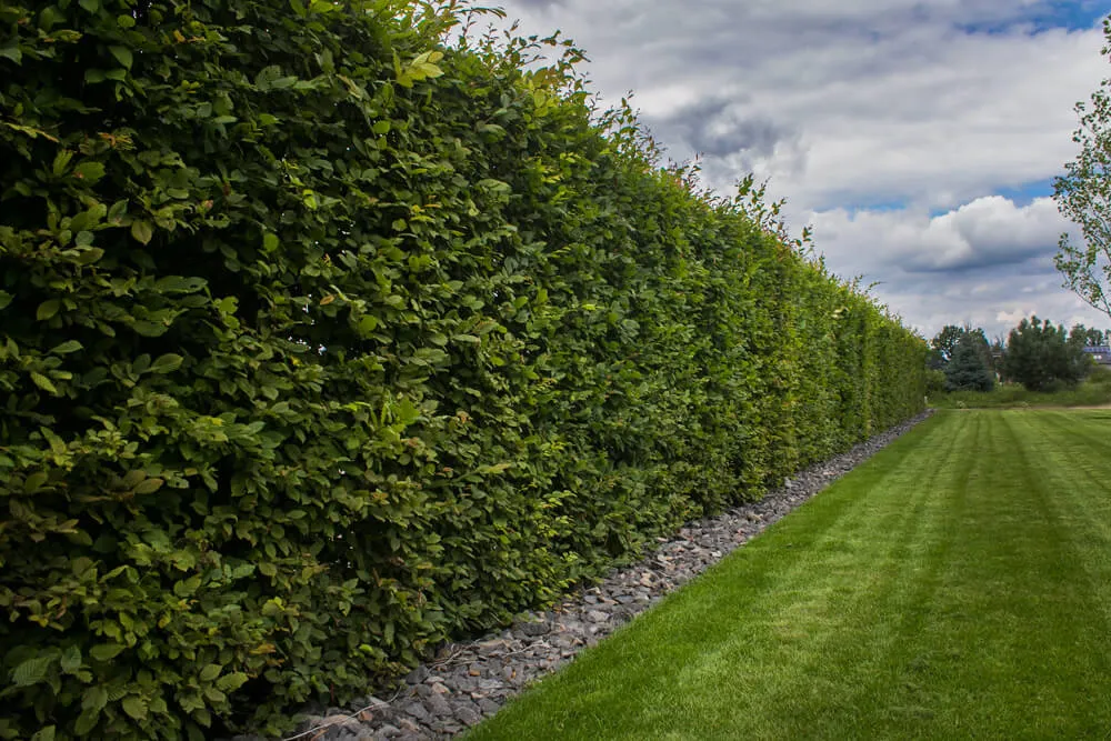 Z czego żywopłot całoroczny? Najlepsze rośliny na trwałą zieleń