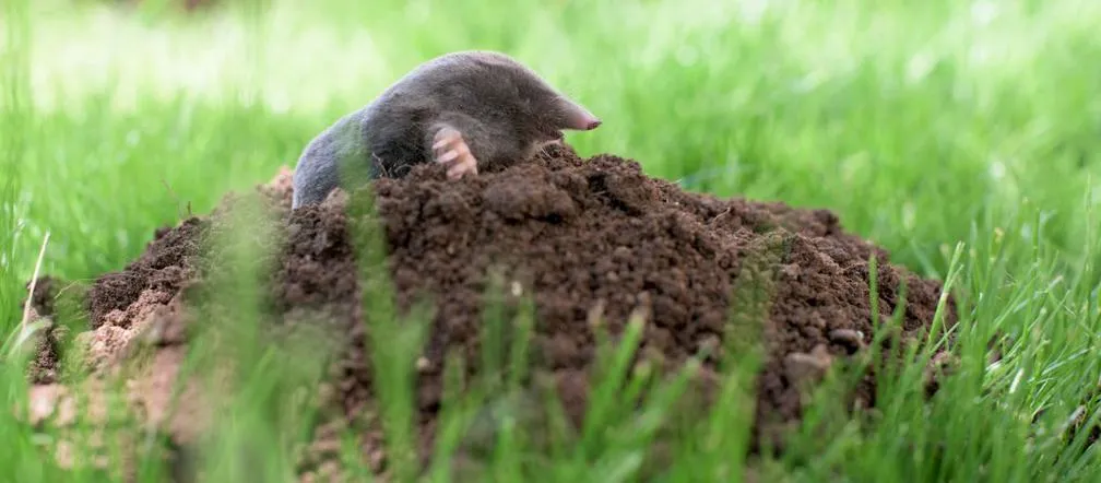 Kret w ogrodzie? Skuteczne sposoby na pozbycie się natrętnego intruza