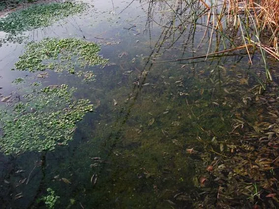 Plantas que crecen cerca del río: descubre su belleza y utilidad