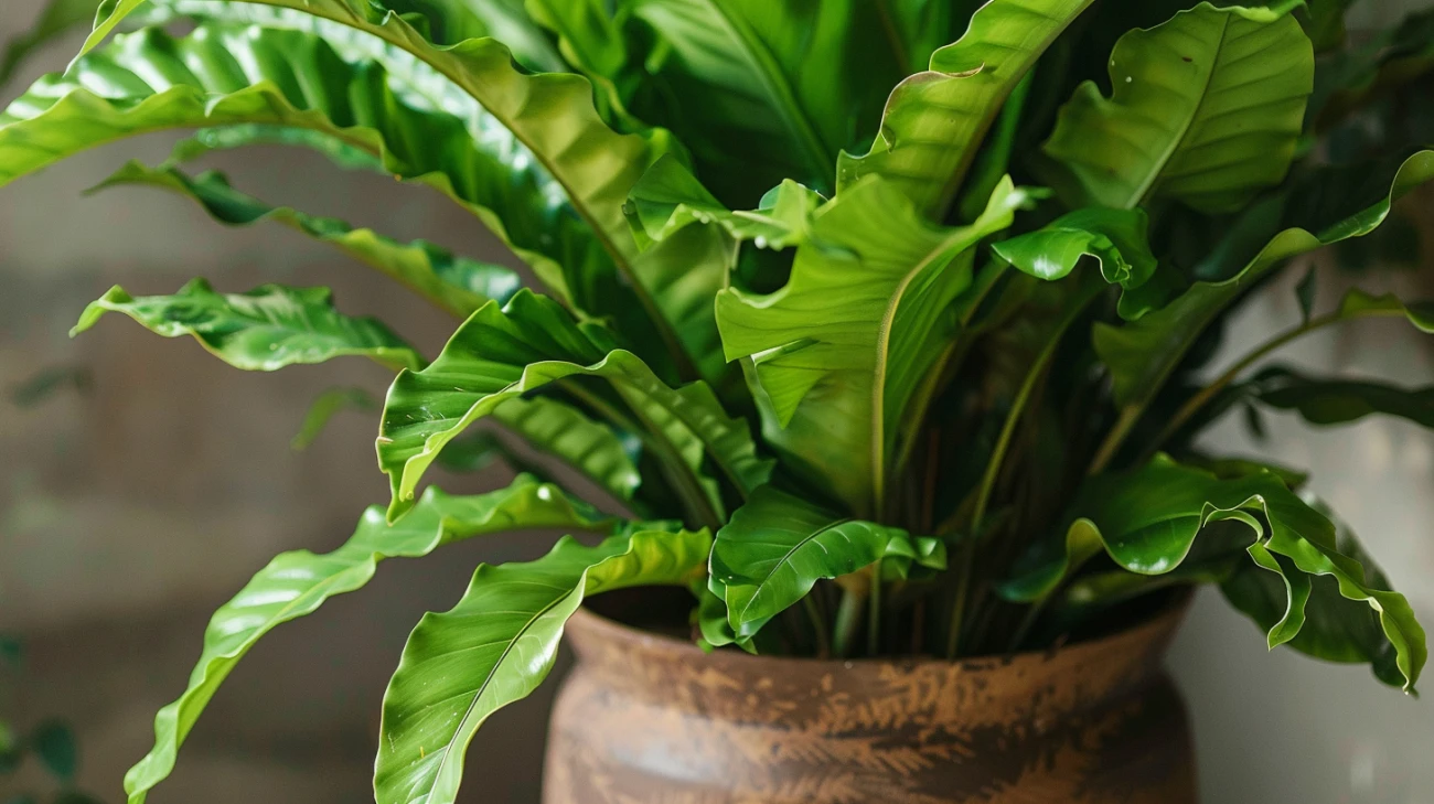 Idealna doniczka dla paproci: Wybierz odpowiednią