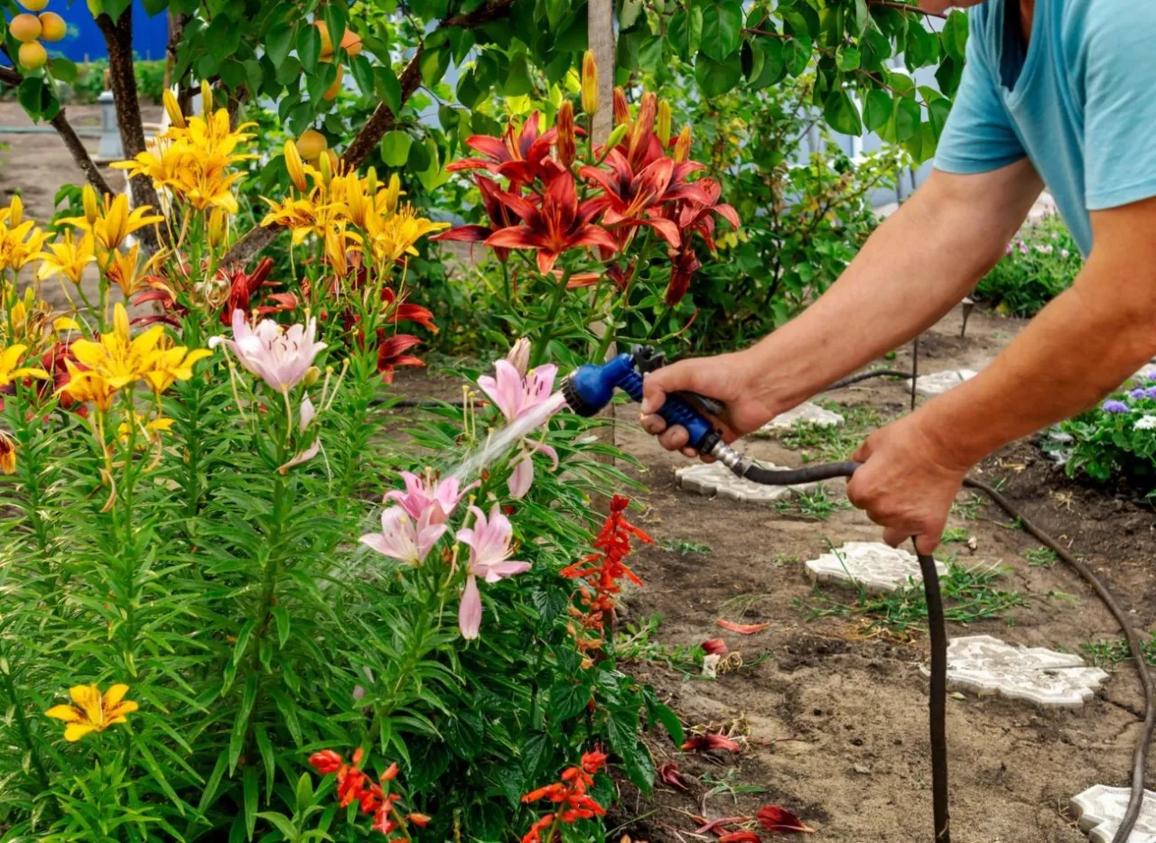 Lilie ogrodowe jak sadzić – kluczowe kroki do pięknych kwiatów
