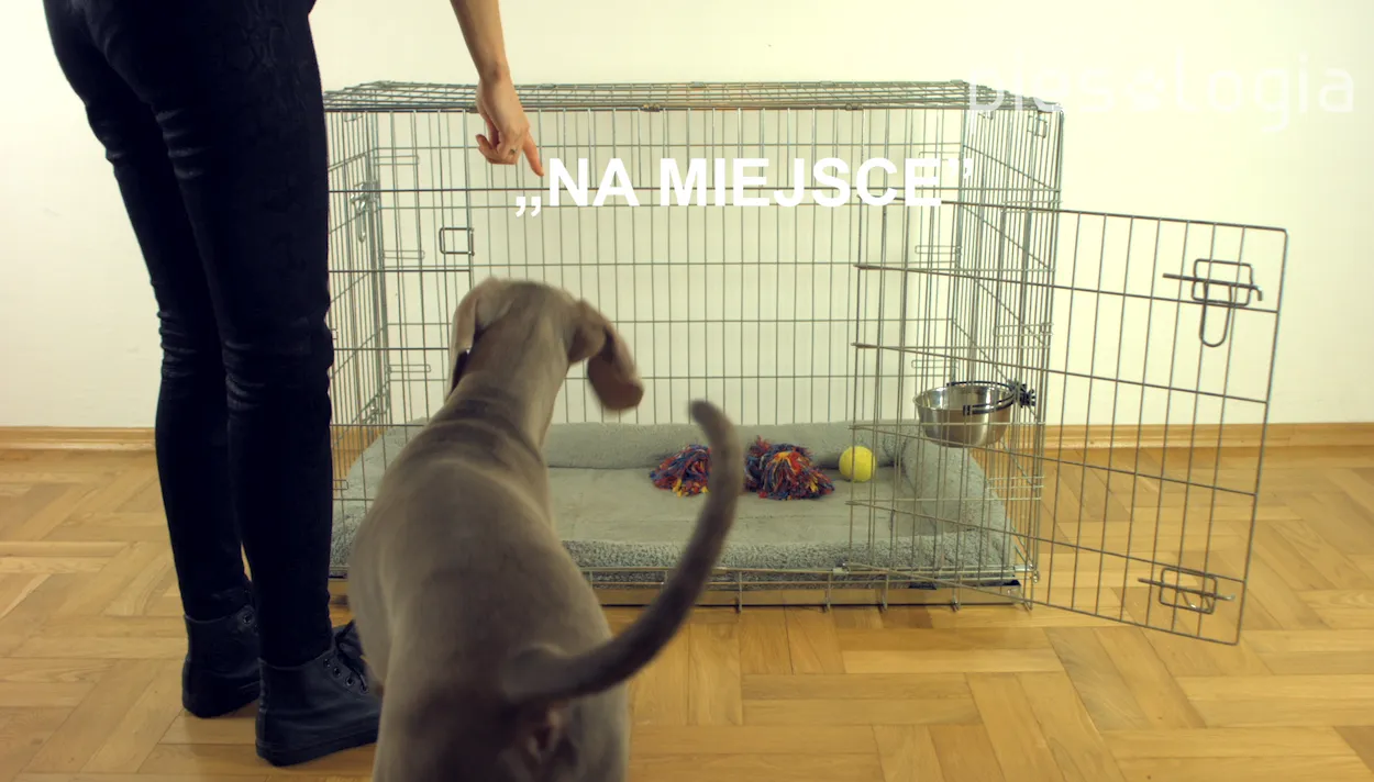 Jak przyzwyczajać psa do klatki: 5 skutecznych metod na sukces