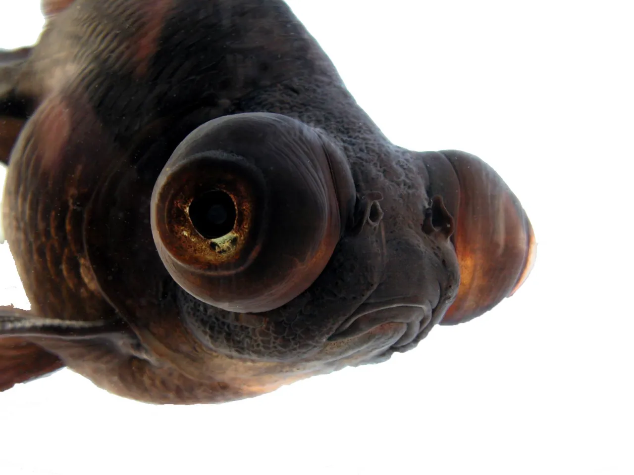 Jakie rybki do akwarium 120l – najlepsze gatunki dla początkujących