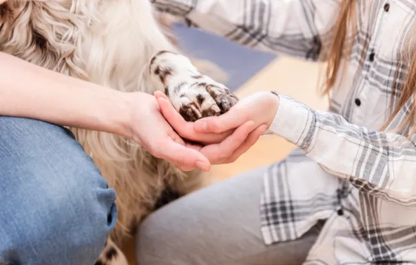 Zoofizjoterapia - jak zostać rehabilitantem zwierząt?