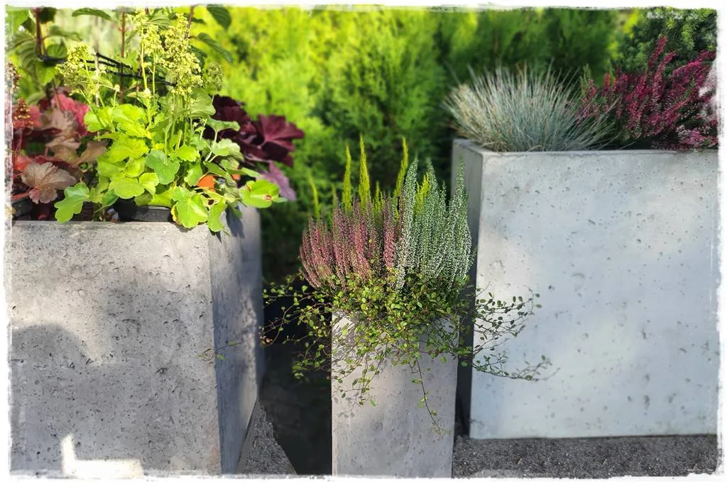 Co posadzić w betonowych donicach? Odkryj najlepsze rośliny do uprawy