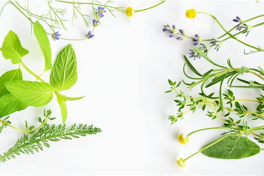 Szałwia czy rumianek na dziąsła - który zioło skuteczniej łagodzi ból?