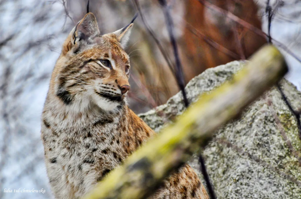 Ryś symbolem Bieszczadzkiego Parku Narodowego - fascynująca historia