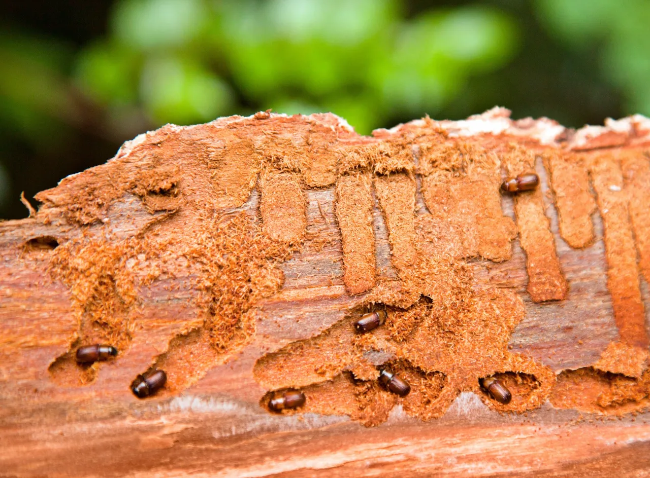 Skuteczne sposoby na korniki w meblach: objawy, metody i zapobieganie