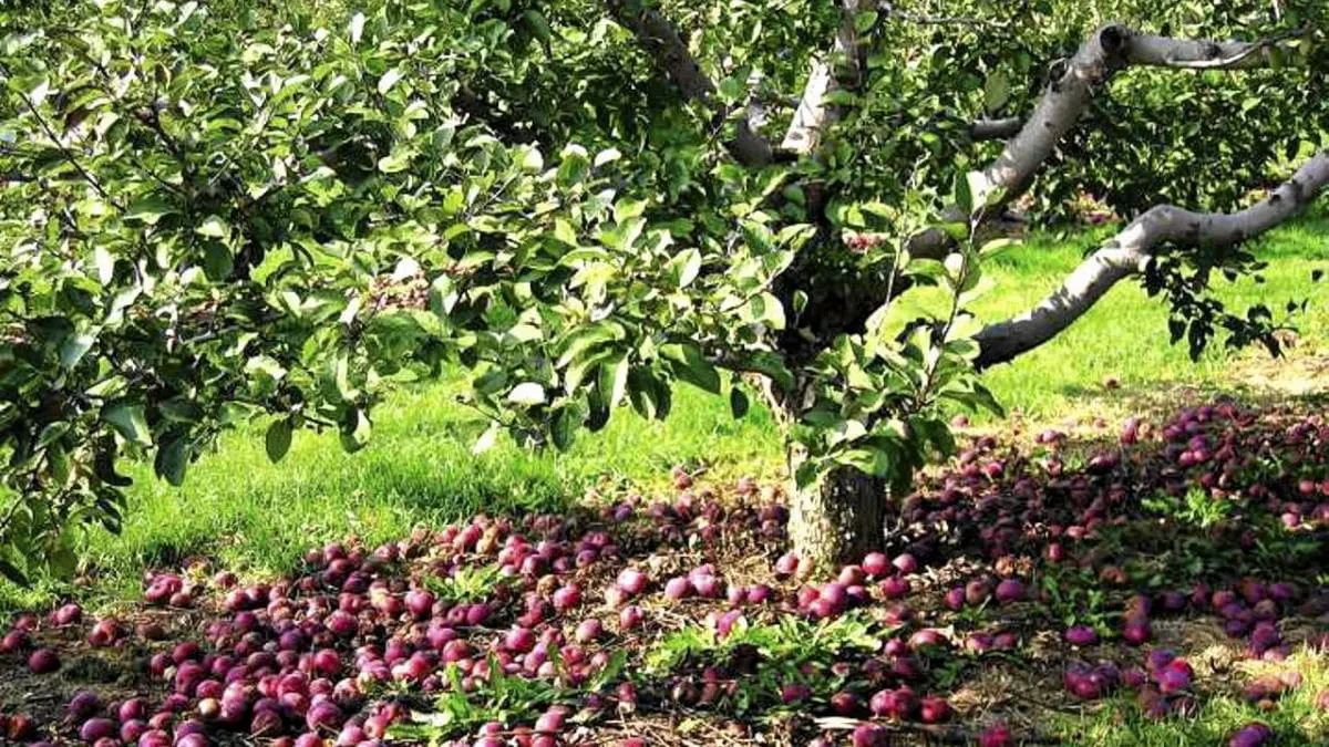 Czy jabłka nadają się na kompost? Oto, co musisz wiedzieć