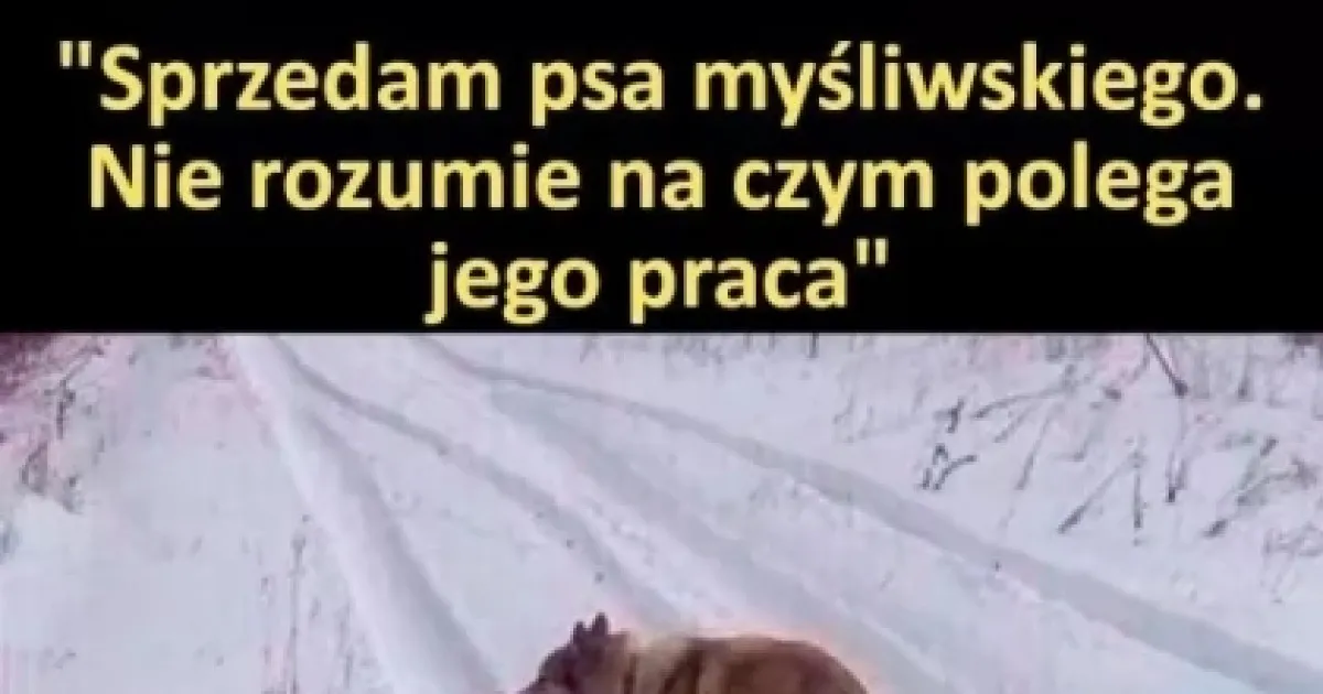 Sprzedam psa myśliwskiego mem – jak skutecznie sprzedać i bawić się