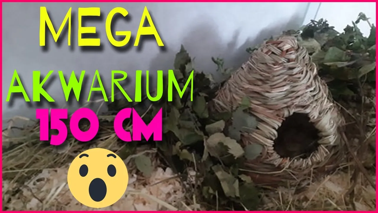 Jak urządzić akwarium dla chomika, by zapewnić mu komfort i bezpieczeństwo