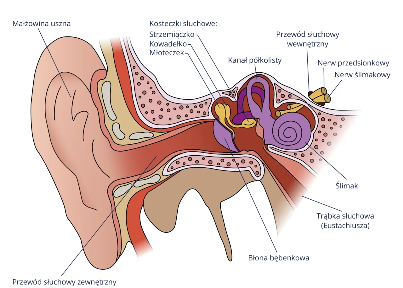 Jak słyszymy: Fascynujący proces odbierania dźwięków przez ucho