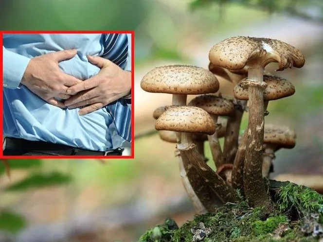 Zatrucia grzybami: Objawy, które mogą uratować życie i pierwsza pomoc