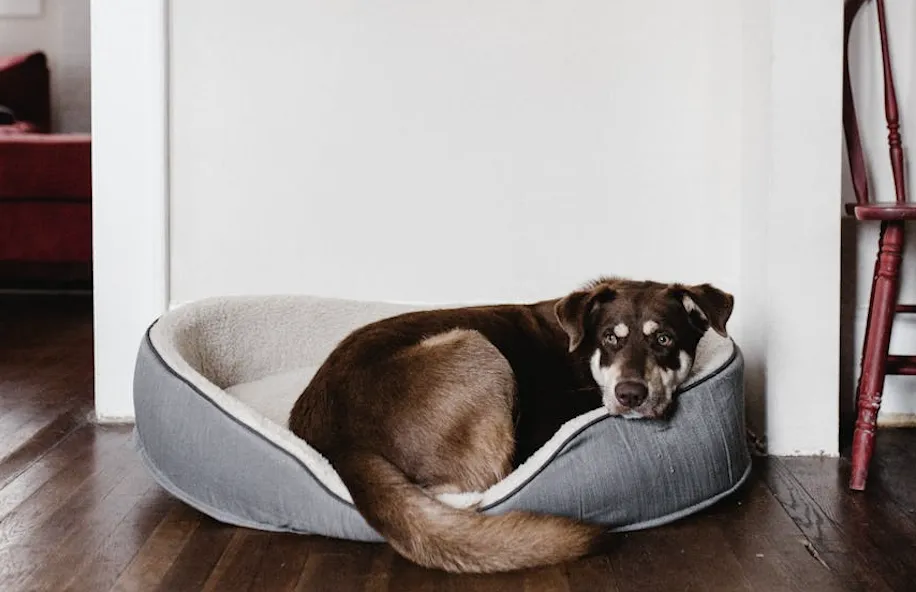 Czy warto wybrać legowisko dla psa firmy Fluffy Place?