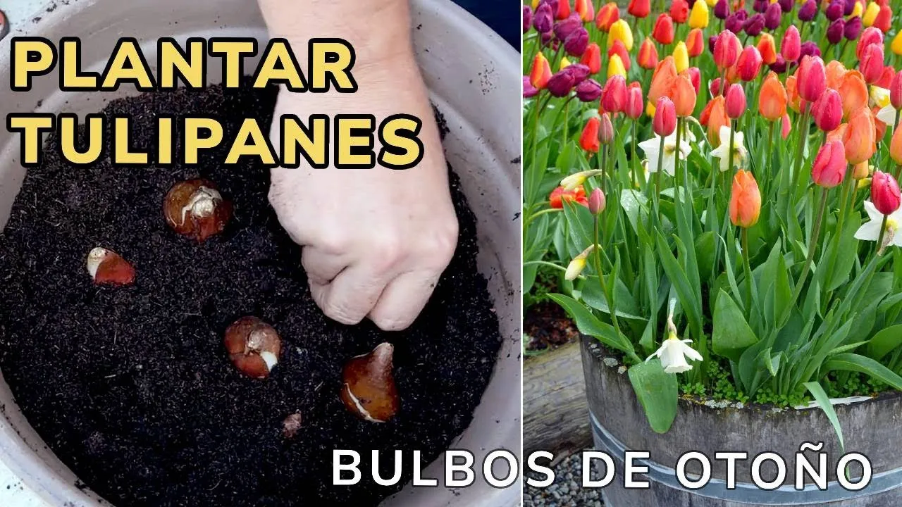 Cuándo se plantan los tulipanes en España para un jardín espectacular