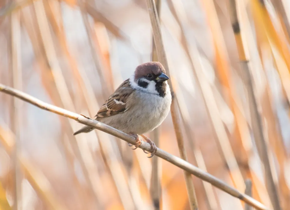 Co je piskle wróbla i jak zapewnić mu odpowiednią opiekę?