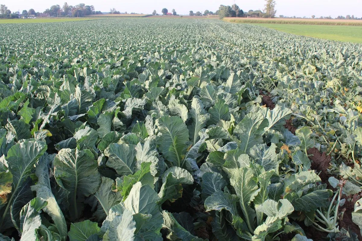 Jakie nawozy pod kalafior? Odkryj sekrety skutecznego nawożenia