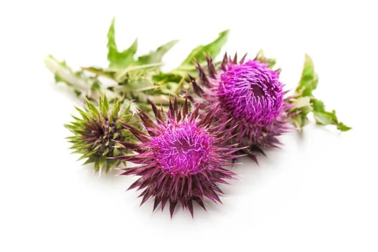 Czy ostropest obniża cholesterol? Sprawdź jego skuteczność i działanie