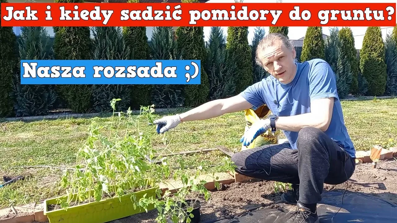 Kiedy sadzić pomidory koktajlowe do gruntu? Poradnik ogrodnika