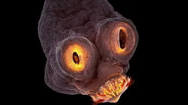 Robaki w jelitach: Jakie badania wykryją pasożyty w Twoim ciele?