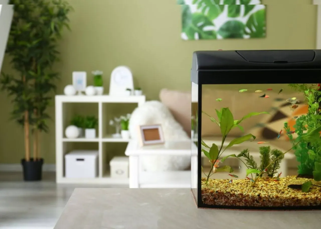 Jak często karmić ryby w akwarium: zasady żywienia gwarantujące zdrowie