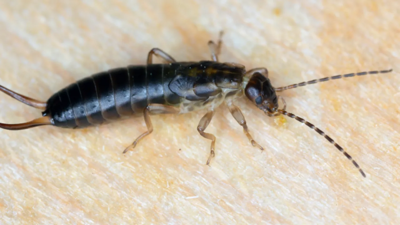 Czym się żywią szczypawki i jak mogą zniszczyć twoje rośliny