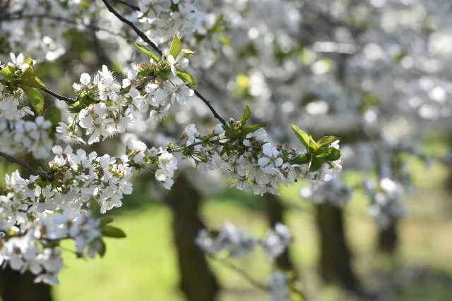 Opryskiwanie drzew w czasie kwitnienia - jak chronić pszczoły i sad?