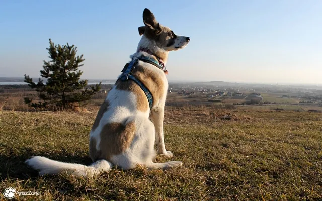 Gdzie na spacer z psem? Odkryj najlepsze miejsca dla psów w Polsce