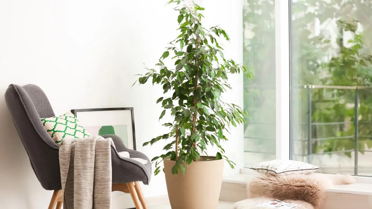 Cómo cuidar un ficus en maceta para que crezca sano y hermoso